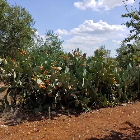 Holiday home Trullo Gioioso